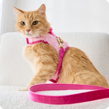 Orange cat in pink collar, harness & leash