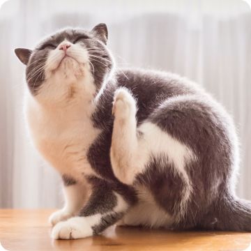 Cat scratching with hind leg