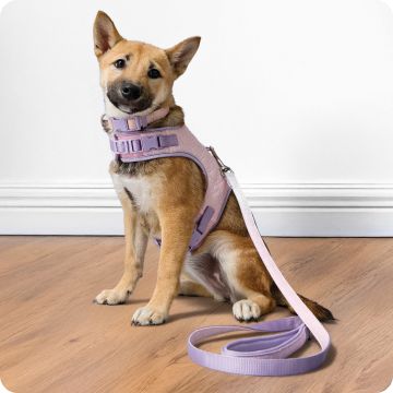 Small puppy in lilac collar, harness & leash