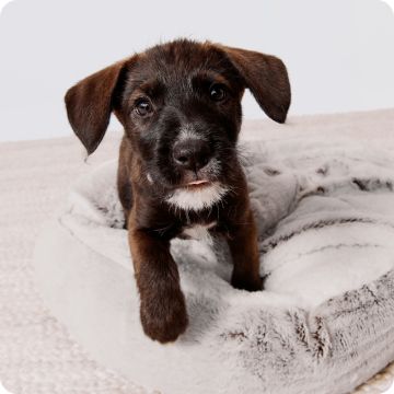 Small black puppy on cozy square bed