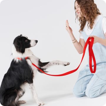 Black & white dog with red leash & woman training