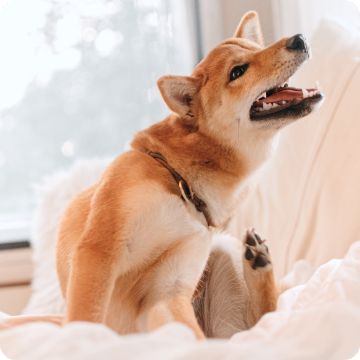 Puppy scratching himself with hind leg