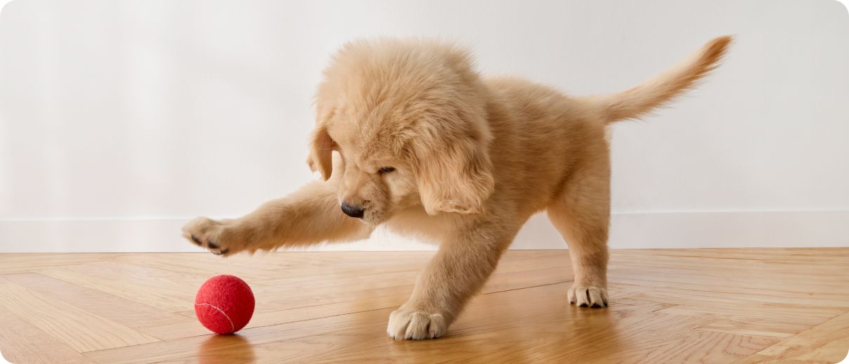 Golden retriever puppy playing with red ball
