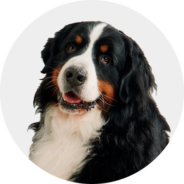 Fluffy black & white large dog