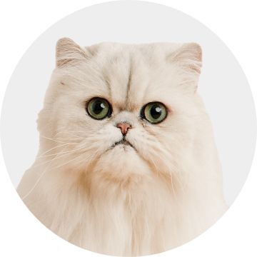 Long-haired white Persian cat