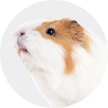 Tan & white guinea pig