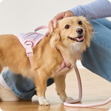 Small golden puppy in pink collar, harness & leash being pet on head