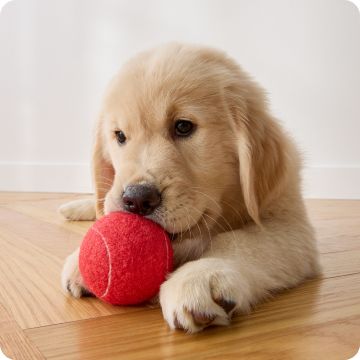 Golden retriever puppy with a red tennis ball