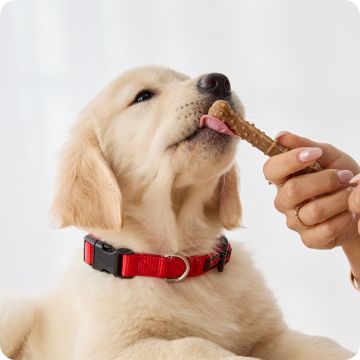 Dog licking treat from hand
