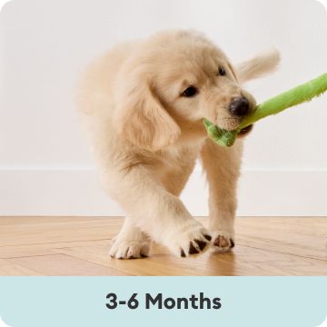 Golden retriever puppy playing with green plush toy: 3-6 Months