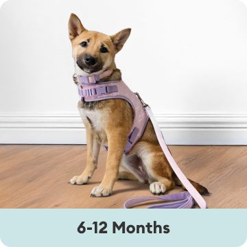 German shepard puppy in lilac collar, harness & leash: 6-12 Months