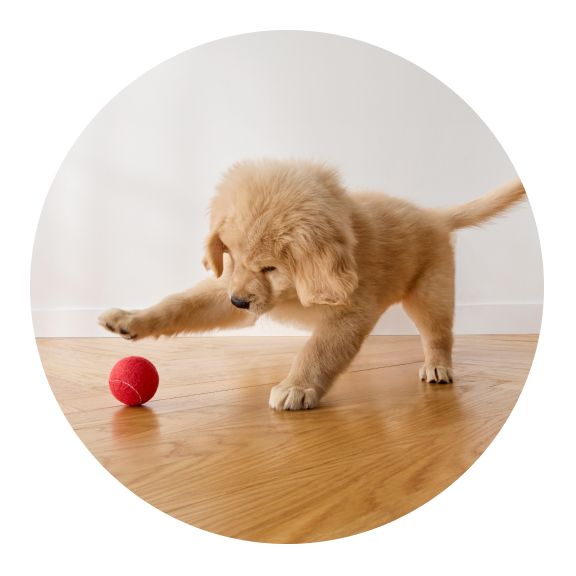 Golden retriever puppy playing with red ball