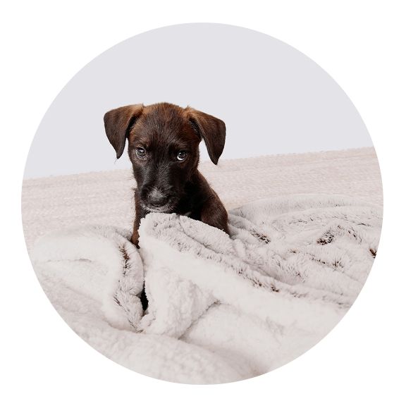 Small puppy peeking from behind plush blanket