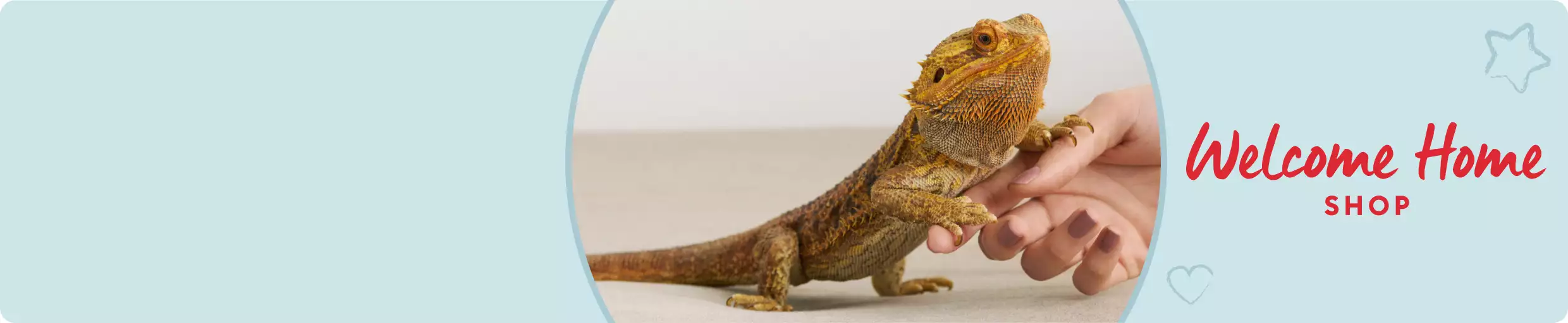 Close-up of bearded dragon touching pet parent hand with Welcome Home Shop