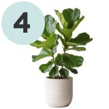 Green plant in a white planter & the number four in a blue circle