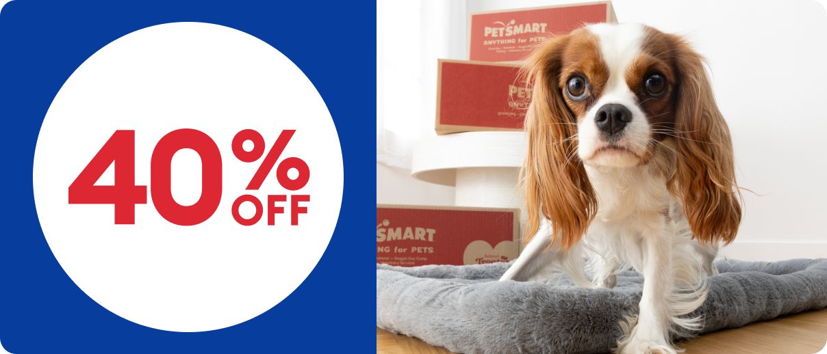 Tan & white spaniel puppy on bed with PetSmart boxes in background