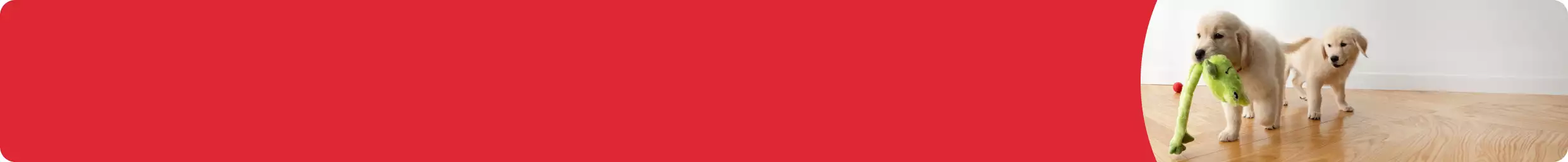 Puppy carrying plush green animal toy in mouth