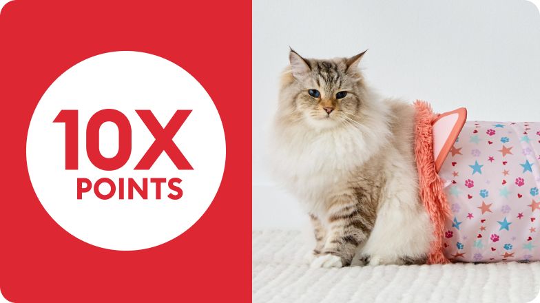 Long-haired cat emerging from cat tunnel toy