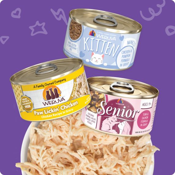 bowl of shredded cat food showing three cans of Kitten, Chicken and Senior cat food floating on top