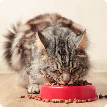Long-haired tabby cat eating food from a red bowl