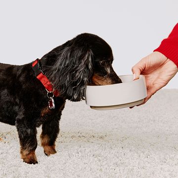 Small dog eating from a bowl held by a person