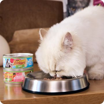 White cat eating wet food from a metal bowl with canned food nearby
