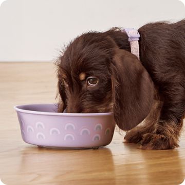 Brown puppy eating from a purple bowl on a wooden floor
