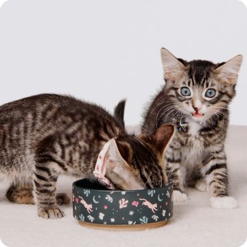 Two kittens sharing food from a bowl