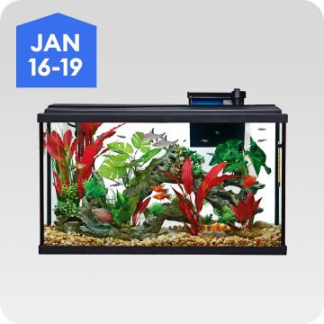 Fish tank, January 16–19