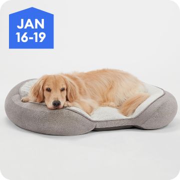 Dog resting in a plush bed, January 16–19