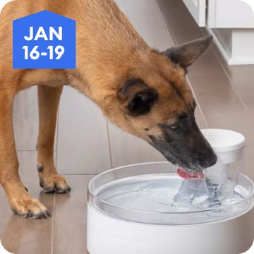 Dog drinking from a water fountain, January 16–19