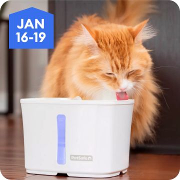 Orange cat drinking from a water fountain, January 16–19