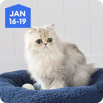 Fluffy gray cat resting in a plush bed, January 16–19