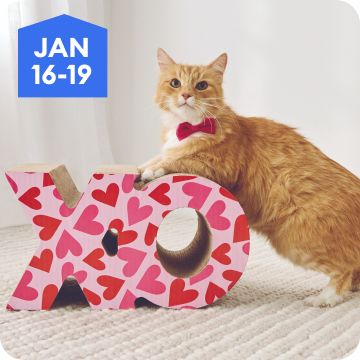 Orange cat playing with a cardboard cat house, January 16–19