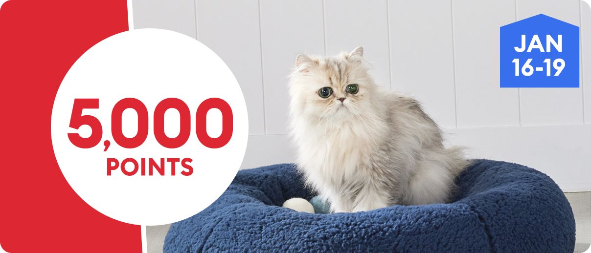 5,000 points promotion with a fluffy gray cat resting in a plush pet bed, January 16–19