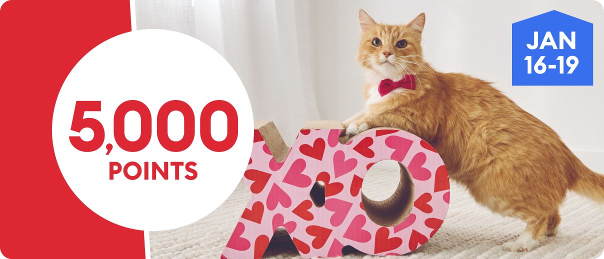 5,000 points promotion with an orange cat playing with a cardboard cat house, January 16–19