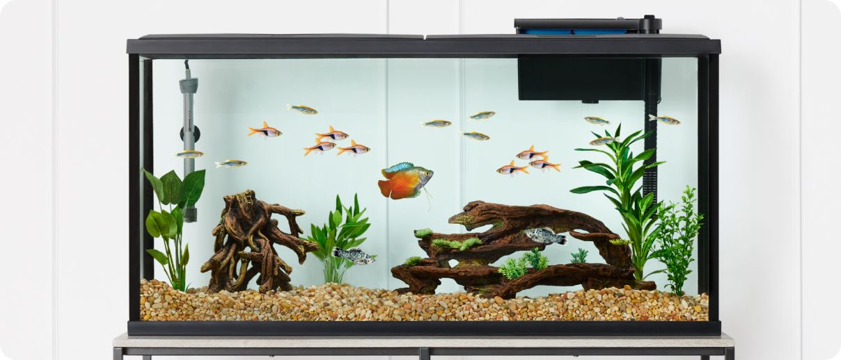 Fully stocked aquarium with multiple fish, plants, rocks in front of a white wall in a home