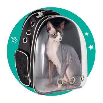 Cat in a black carrier