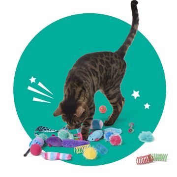 Grey cat playing with various toys