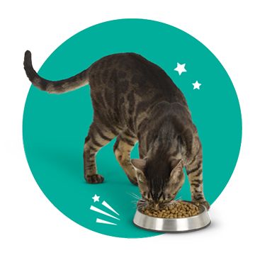 Grey cat eating out of a silver bowl