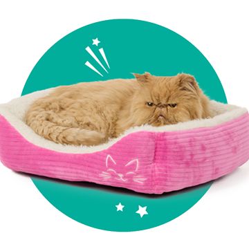 Orange cat in a pink bed