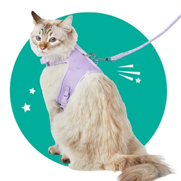 Beige cat wearing a purple harness and leash