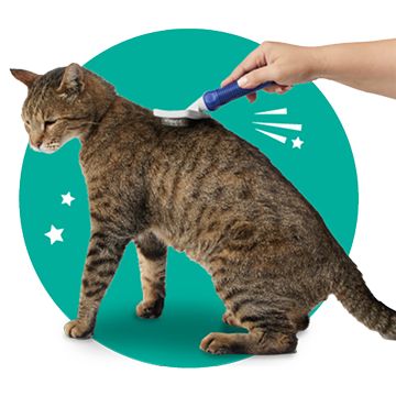 Grey cat being brushed by a human hand holding a brush