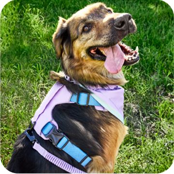 Brown & tan dog outdoors in Arcadia Trail harness