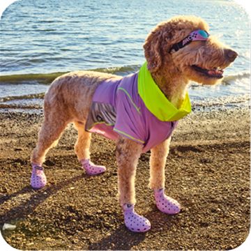 Golden doodle in sunglasses & Arcadia Trail apparel, including active wear & booties 