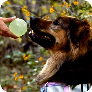 Close up of dog being offered an outdoor ball on hike