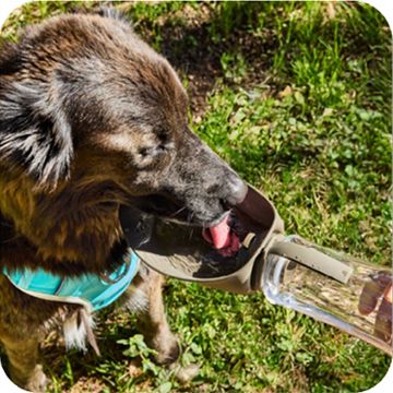Close up of dog drinking from Arcadia Trail portable water bottle 