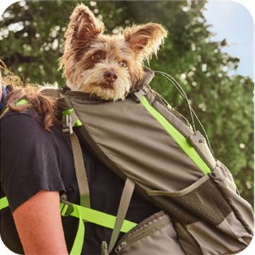 Terrier shown peeking out from Arcadia Trail travel backpack