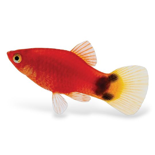Bright red aquarium fish with orange fins