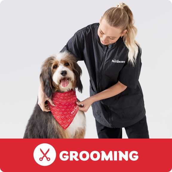 Grooming logo & a Pet Stylist adjusting a red bandana on a dog